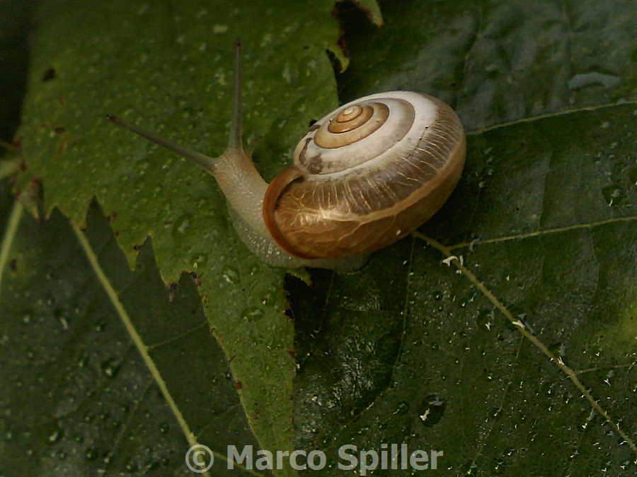 Chiocciola da identificare